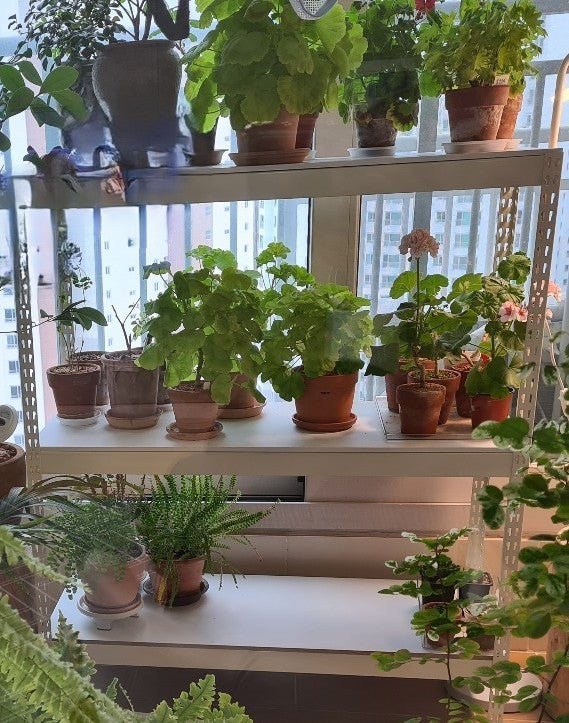 【収納ラックARASO (アラソ) 】ARASOスチールラックでつくる！かわいいグリーンコーナー